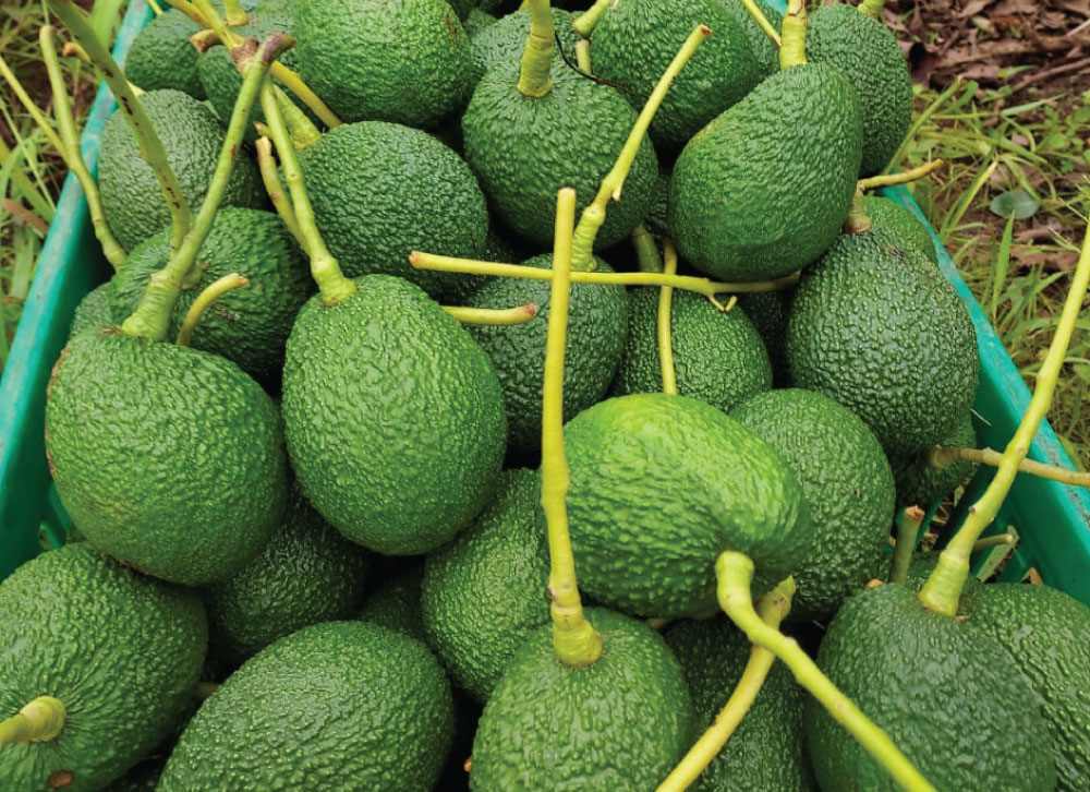 about-us-pale-padogo-2